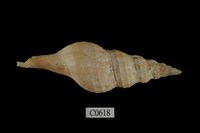 藏品(網紋旋螺 )的圖片